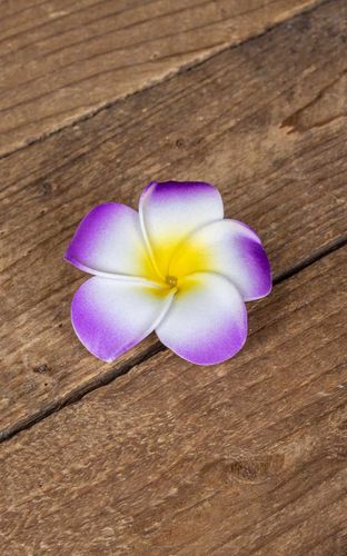 Haarspange Plumeria Hawaii Blüte, lila - Rockabilly Rules (DACH) - Modalova