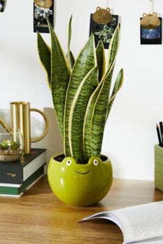 Froggy Plant Pot - Green ALL at - Urban Outfitters - Modalova